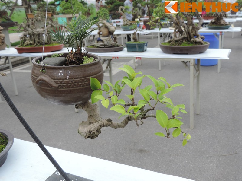 Da mat voi loat bonsai mini sieu dep o Ha Noi-Hinh-9